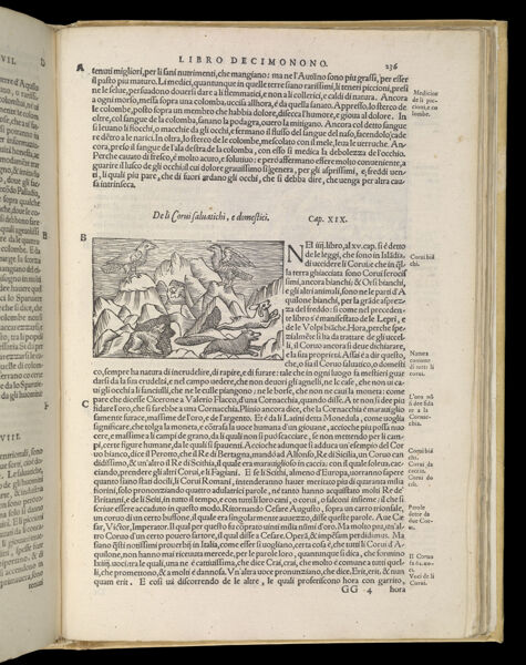 Text Page 517 (illustration and text)