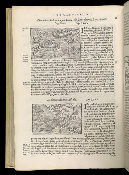 Text Page 538 (illustrations and text)