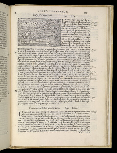 Text Page 559 (illustration and text)