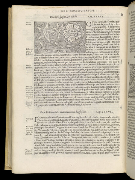 Text Page 592 (illustration and text)