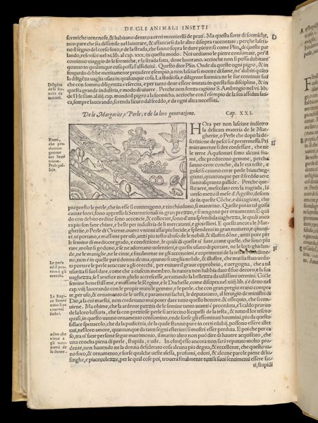Text Page 616 (illustration and text)