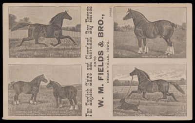 The Prize Winning Stud of English Shire and Cleveland Bay Horses: W.M. Fields & Brother, Importers and Breeders