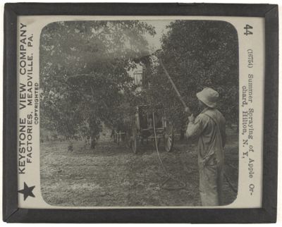 Summer Spraying of Apple Orchard, Hilton, N. Y.