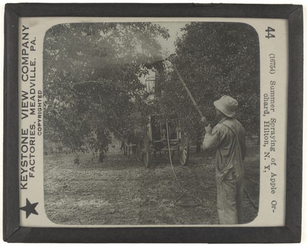 Summer Spraying of Apple Orchard, Hilton, N. Y.