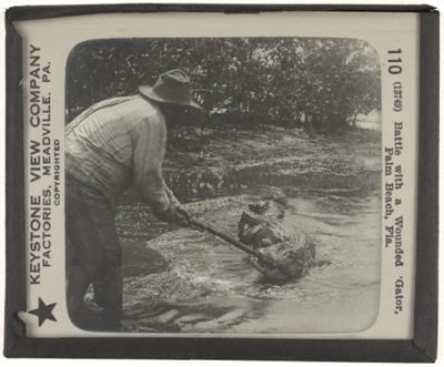 Battle with a Wounded 'Gator, Palm Beach, Fla.