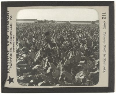 Tobacco Field in Kentucky.
