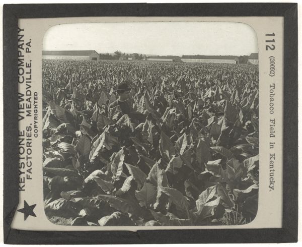 Tobacco Field in Kentucky.