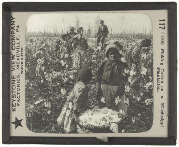 Picking Cotton on a Mississippi Plantation.