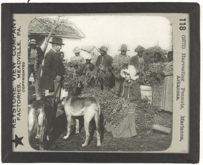 Harvesting Peanuts, Marianna, Arkansas.