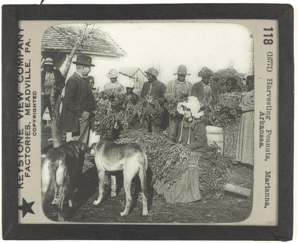 Harvesting Peanuts, Marianna, Arkansas.