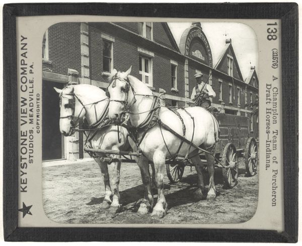 A Champion Team of Percheron Draft Horses—Indiana.