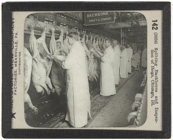 Splitting Backbones and Inspection of Hogs, Chicago, Ill.
