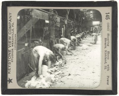 Shearing Sheep with Power Shears, Kirkland, Ill.