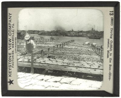 Drying Codfish in the Sun—Gloucester, Mass.
