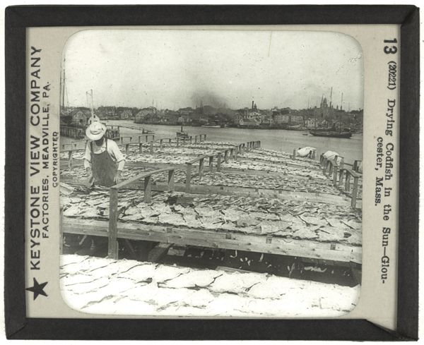 Drying Codfish in the Sun—Gloucester, Mass.