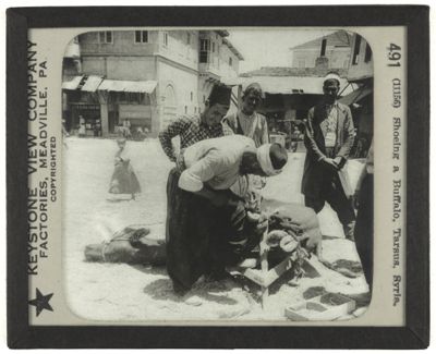 Shoeing a Buffalo, Tarsus, Syria.