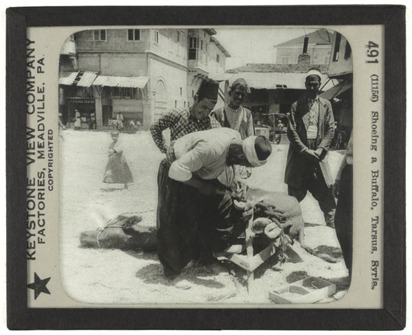 Shoeing a Buffalo, Tarsus, Syria.