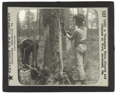 A Turpentine Farm—Dippers and Chippers at Work, Savannah, Ga.