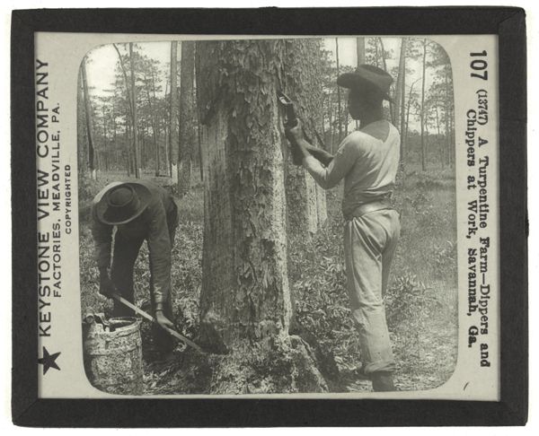 A Turpentine Farm—Dippers and Chippers at Work, Savannah, Ga.