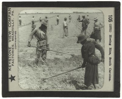 Hoeing Rice, South Carolina.