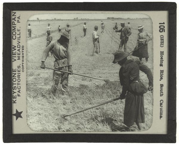 Hoeing Rice, South Carolina.
