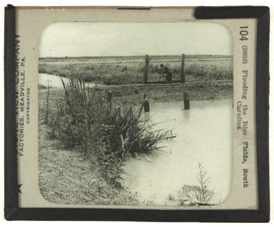 Flooding the Rice Fields, South Carolina.
