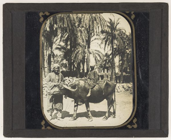 [Child sitting on water buffalo]