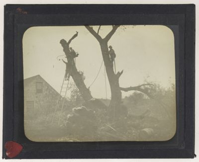 [Three men cutting trees]