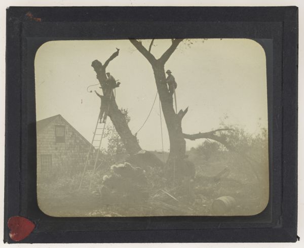 [Three men cutting trees]