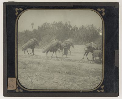 [Man guiding cargo donkeys]