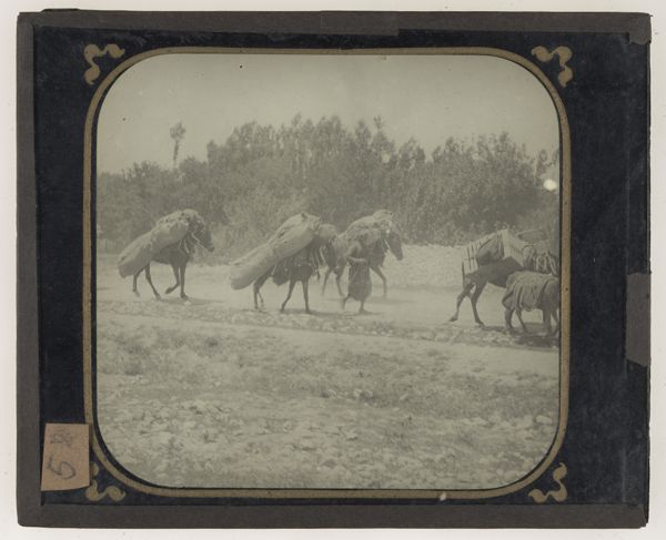 [Man guiding cargo donkeys]