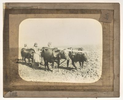 [Cattle working in the field with woman and two men]