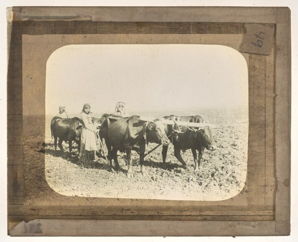 [Cattle working in the field with woman and two men]