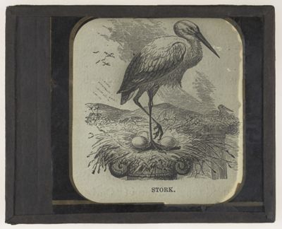 Stork