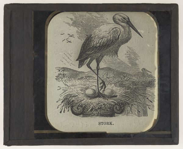 Stork