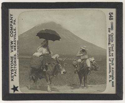 Cattle Used as Pack Animals and for Riding, Island of Luzon, P. I.