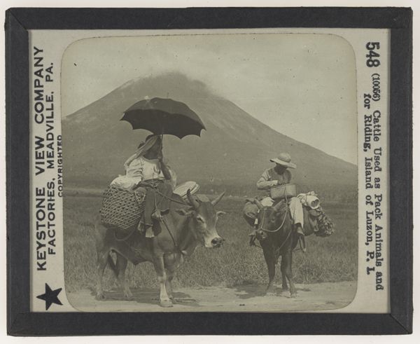Cattle Used as Pack Animals and for Riding, Island of Luzon, P. I.