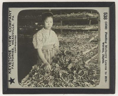 Feeding Mulberry Leaves to Silkworms, Japan.