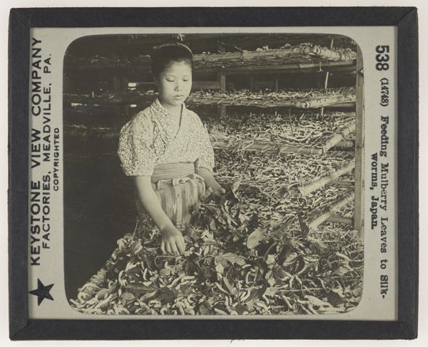 Feeding Mulberry Leaves to Silkworms, Japan.