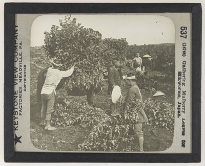 Gathering Mulberry Leaves for Silkworms, Japan.