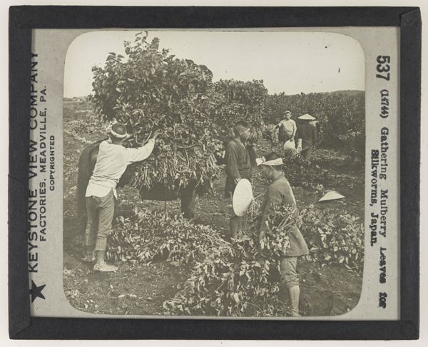 Gathering Mulberry Leaves for Silkworms, Japan.