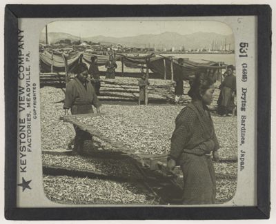Drying Sardines, Japan.