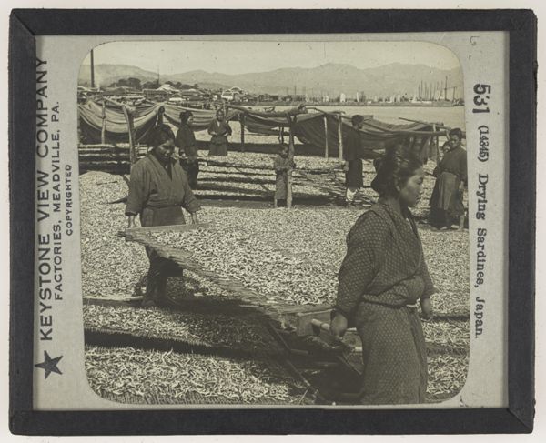 Drying Sardines, Japan.