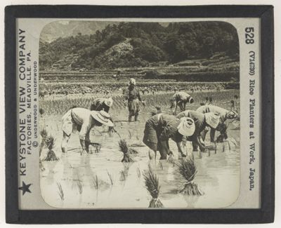 Rice Planters at Work, Japan.
