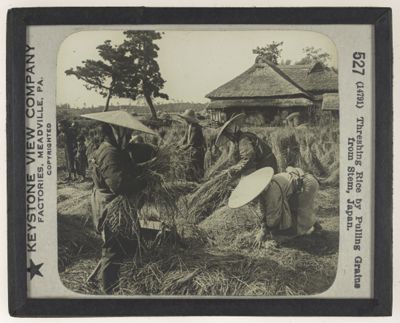 Threshing Rice by Pulling Grains from Stem, Japan.