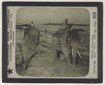 Hauling Logs with Elephants, Maulmain, Burma.