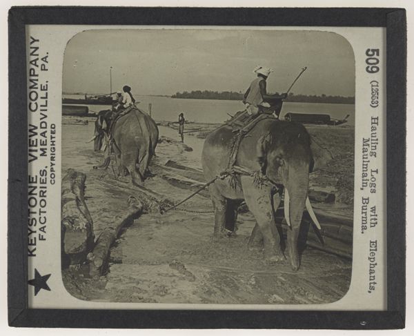 Hauling Logs with Elephants, Maulmain, Burma.