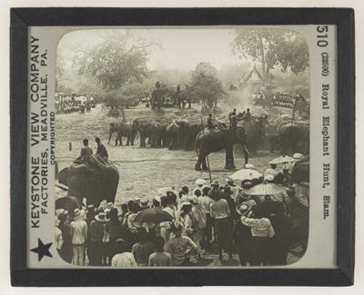 Royal Elephant Hunt, Siam.