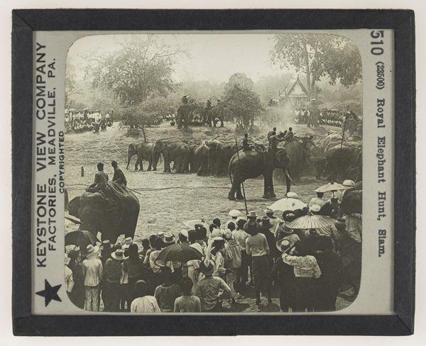 Royal Elephant Hunt, Siam.