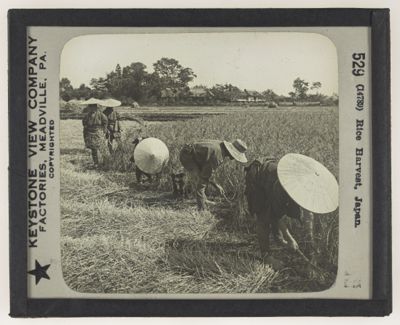 Rice Harvest, Japan.